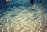 clear waters everywhere with lots of marine life!