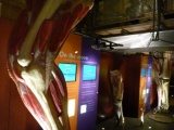 The lower floor features mostly dino education booths