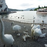 Bah! Attack of the swan army!