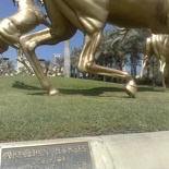 The horses are Arabian?
