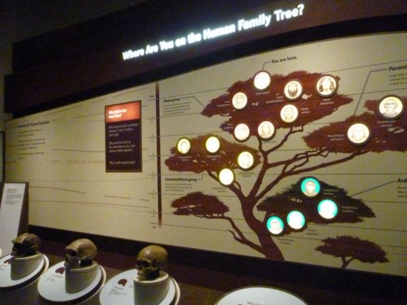 looking down our family tree