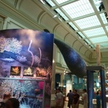 Overview of the ocean gallery