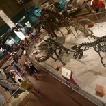 overview of the dino gallery