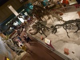 overview of the dino gallery