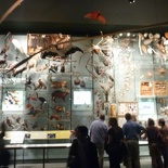 a remarkable wall of fur, shells and feathers!