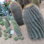 there a great variety of cacti here