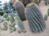 there a great variety of cacti here