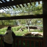 woodland park zoo seattle 13
