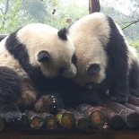 chengdu panda research 017
