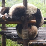 chengdu panda research 018