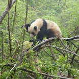 chengdu panda research 020