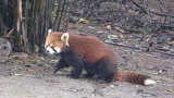 chengdu panda research 025