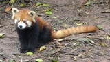 chengdu panda research 040