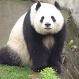 chengdu panda research 064