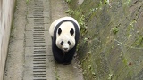 chengdu panda research 067