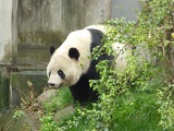 chengdu panda research 068