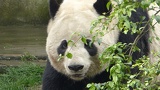chengdu panda research 069