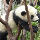 chengdu panda research 074