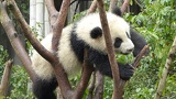 chengdu panda research 074