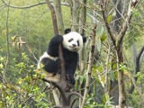 chengdu panda research 079