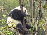 chengdu panda research 080