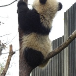 chengdu panda research 082