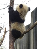 chengdu panda research 082