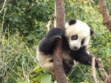 chengdu panda research 086