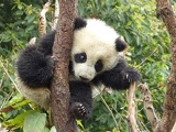 chengdu panda research 087