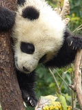 chengdu panda research 090