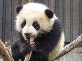 chengdu panda research 092