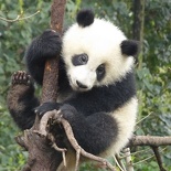 chengdu panda research 093
