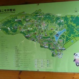 chengdu panda research 094