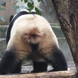 chengdu panda research 097