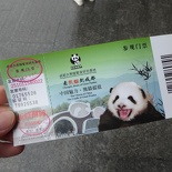chengdu panda research 002