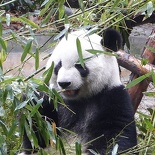 chengdu panda research 010