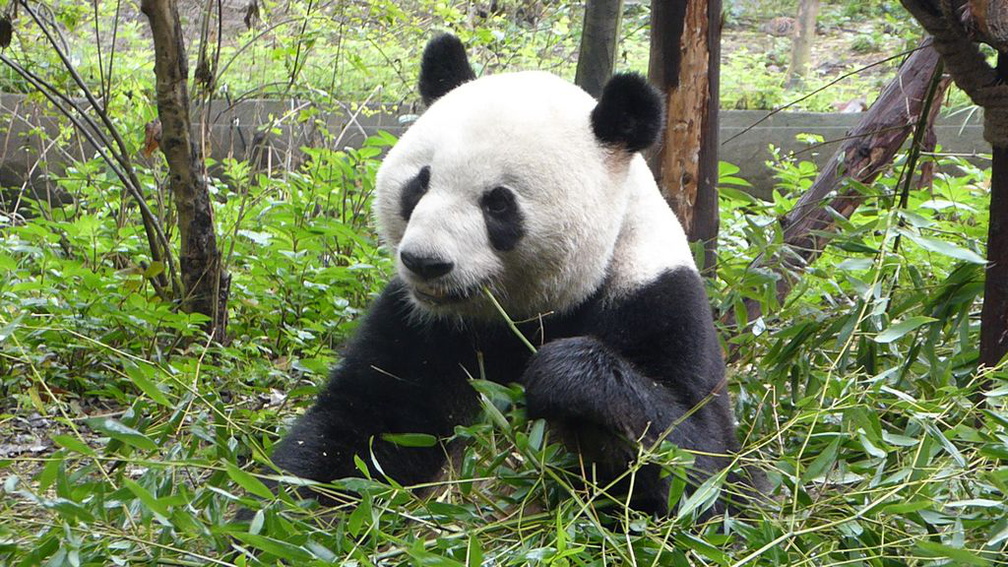 chengdu panda research 013