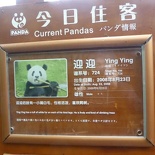 chengdu panda research 014