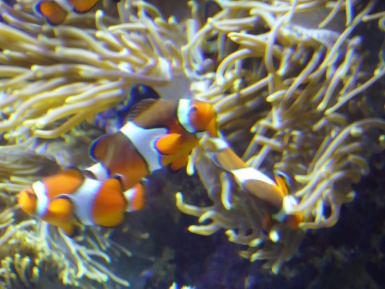 SEA-aquarium-sentosa-030.jpg