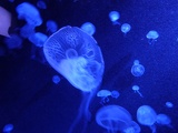 SEA-aquarium-sentosa-075