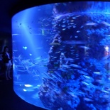 SEA-aquarium-sentosa-114.jpg
