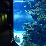 SEA-aquarium-sentosa-020