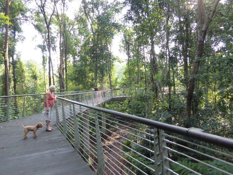 Raised Forest Broadwalk path