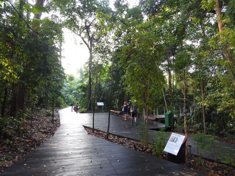 On the Forest Broadwalk path