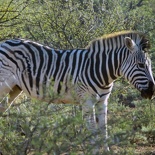 safrica-mokala-safari-031