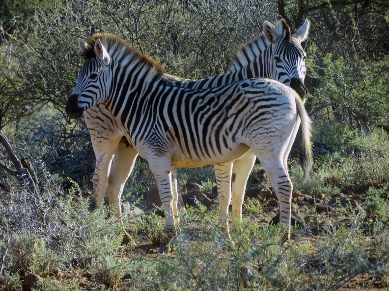 safrica-mokala-safari-034.jpg