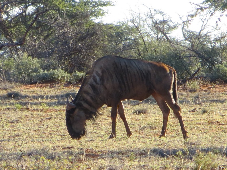 safrica-mokala-safari-039.jpg