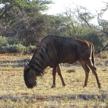 safrica-mokala-safari-039