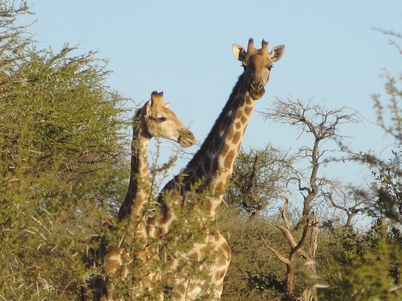 safrica-mokala-safari-042.jpg