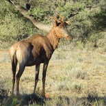 safrica-mokala-safari-041